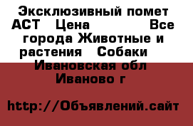 Эксклюзивный помет АСТ › Цена ­ 30 000 - Все города Животные и растения » Собаки   . Ивановская обл.,Иваново г.